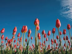 Dutch-voice-over-language-background
