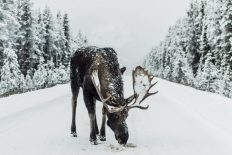 Finnish-voice-over-background
