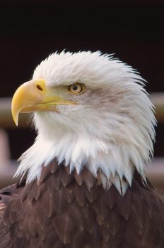 American English Voice Over - American Bald Eagle