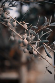 Hebrew voice over - olive branches