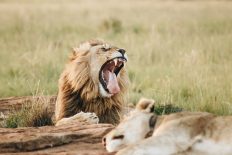 south african english voice over - lion yawning