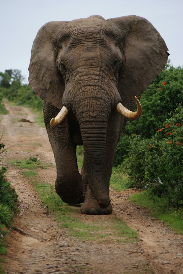 Afrikaans Voice Actors Photo Of Elephant Walking On Trail 600x896