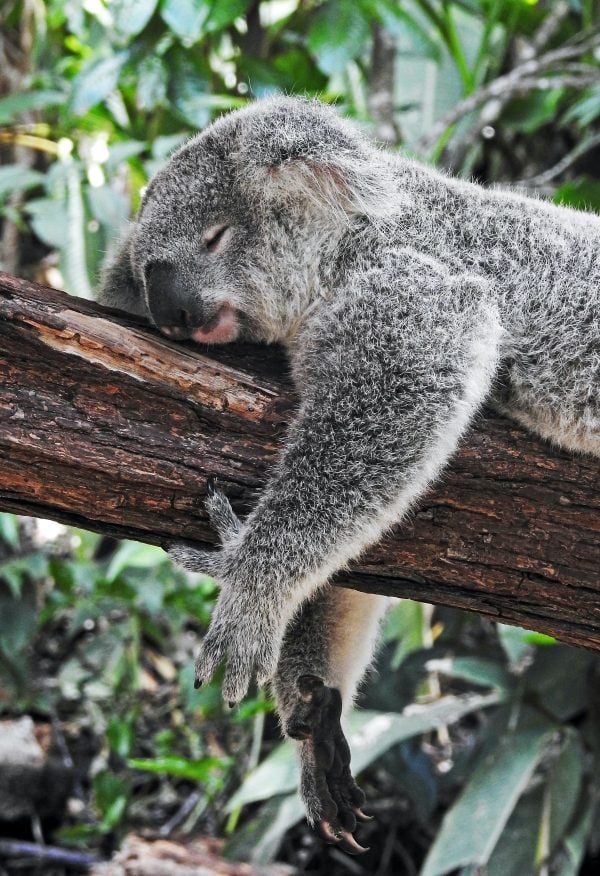 Australian English Voice Actors Koala Bear Resting On A Branch 600x876