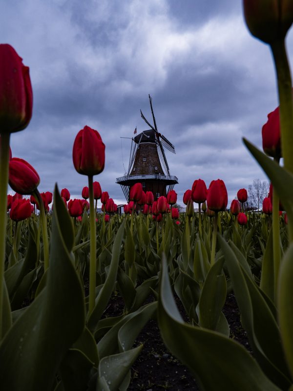 Dutch Voice Actors Red Tulips With A Windmill In The Background 600x800